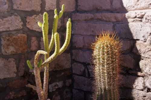 TREKKING NEL DESERTO DI ATACAMA 2015